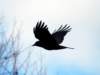 crowfly1_small.jpg