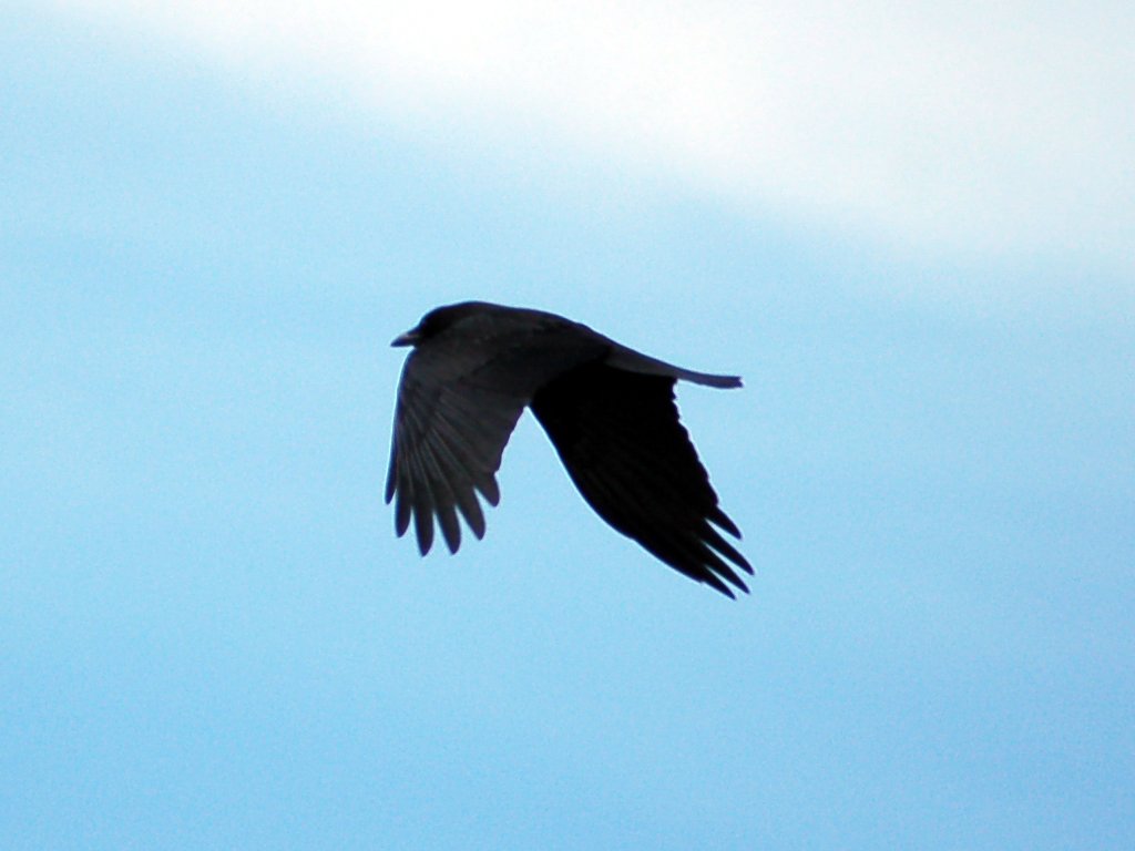 crowfly2.jpg