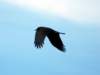 crowfly2_small.jpg