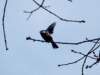 little_bird_small.jpg