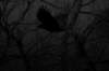 moonlightflight5_small.jpg